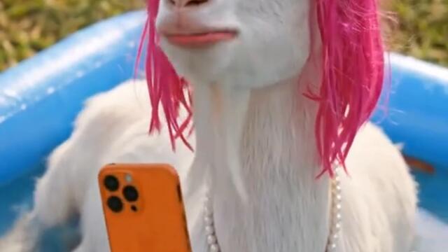 мацка и селфи