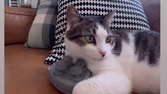 Котка получава масаж с котешки масажор #2