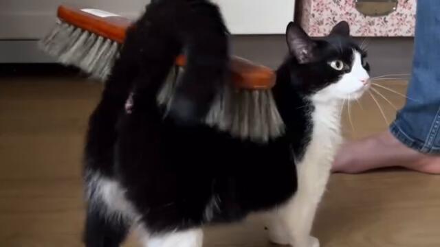 Котка получава масаж от четка за чистене