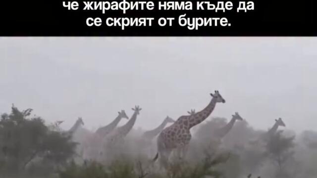 Какво става с жирафите по време на буря
