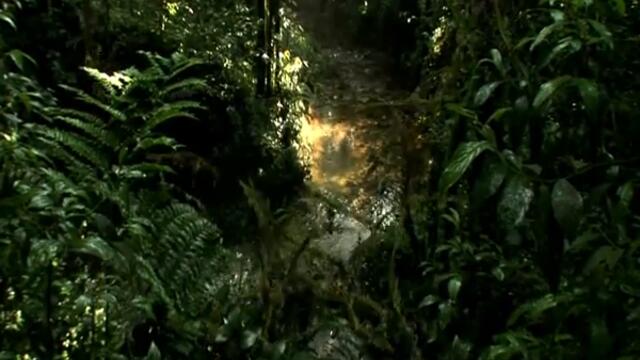 Viasat Explorer ID - Jungle