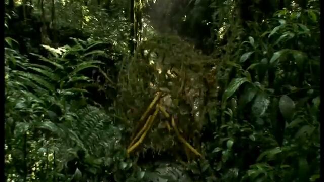 Viasat Explorer Jungle Ident