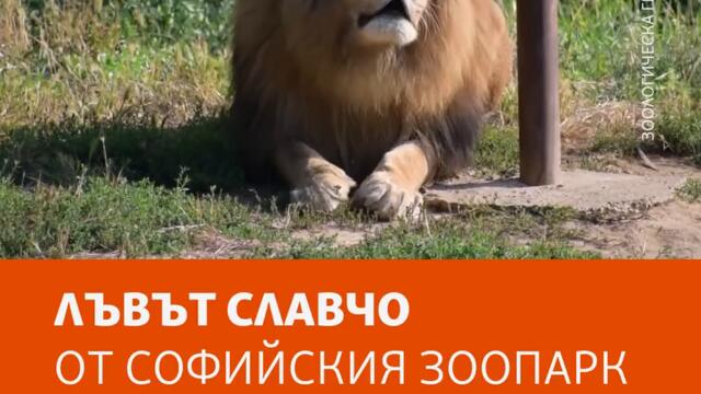 Лъвът Славчо почина на Световния ден на лъва